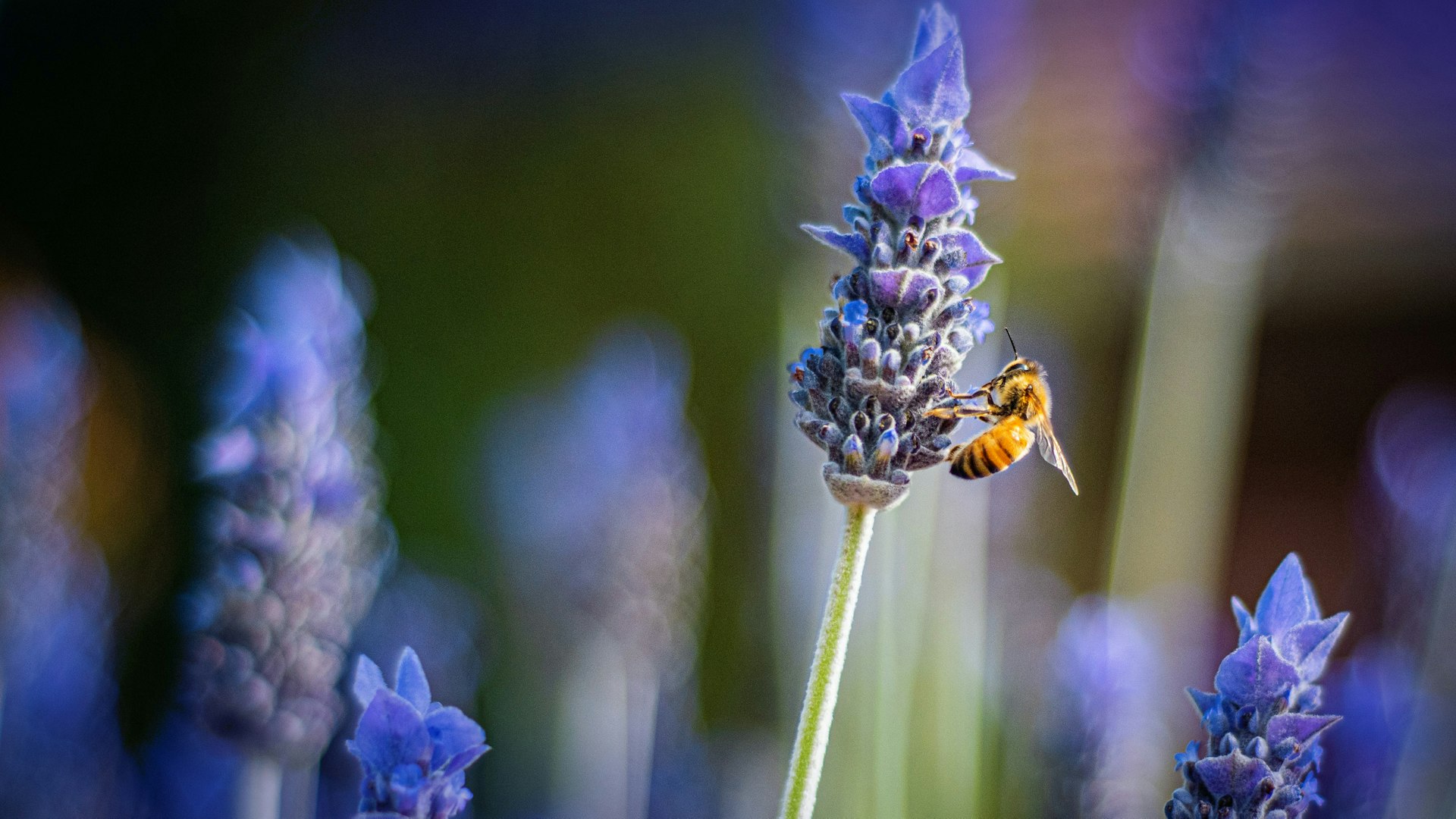 Bee 2 heather