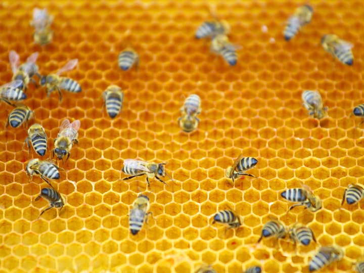 Bees 2