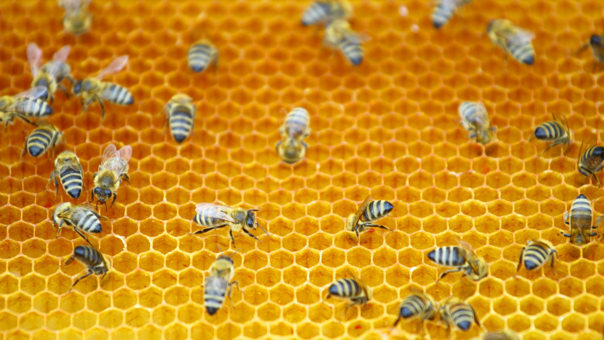 Bees