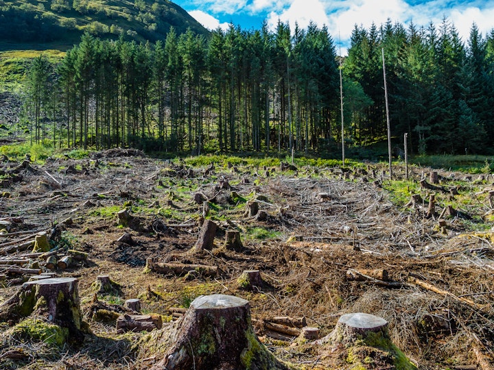 Deforestation