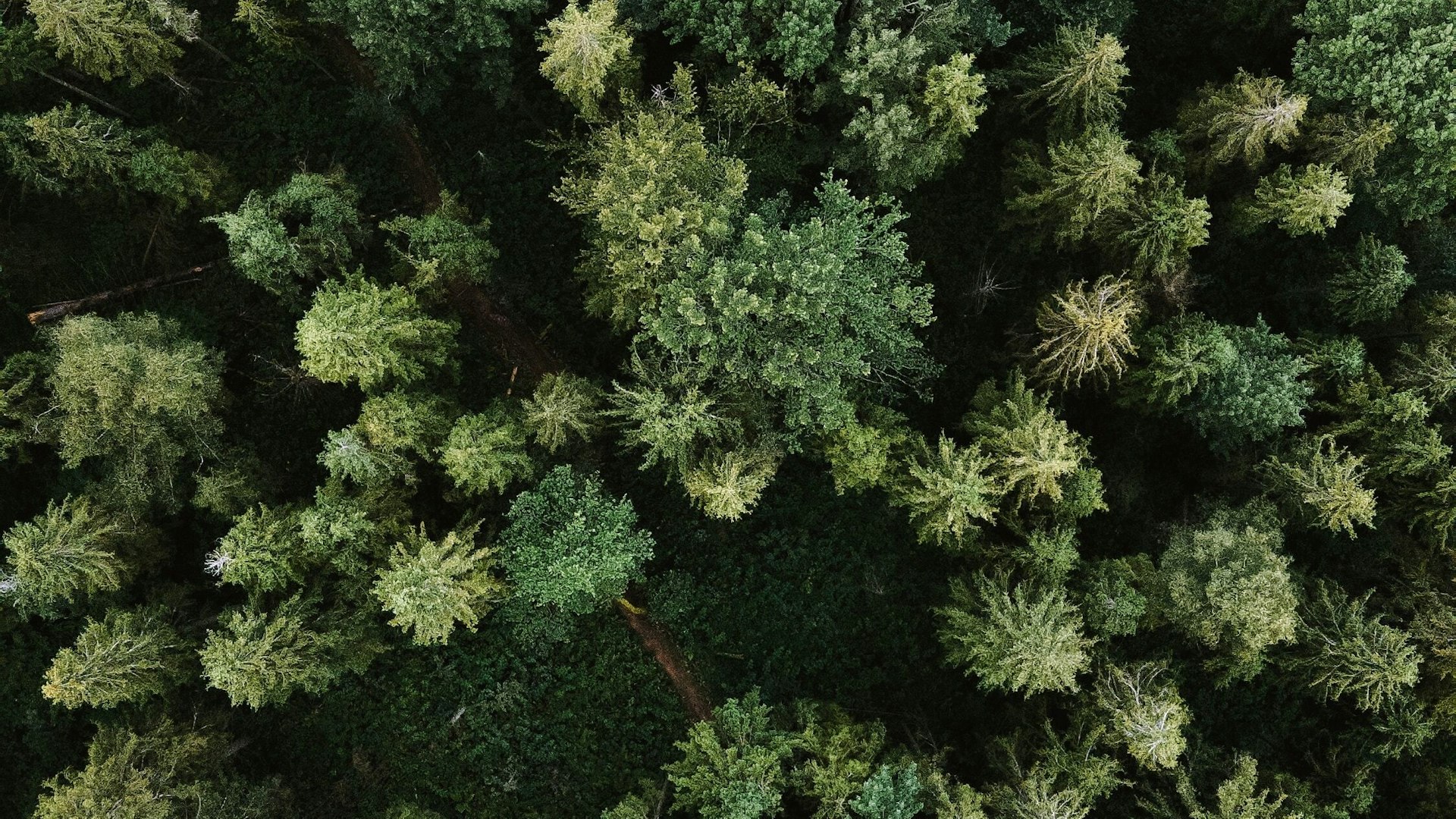 Olena bohovyk 3 Bl VI Lvh9h M unsplash