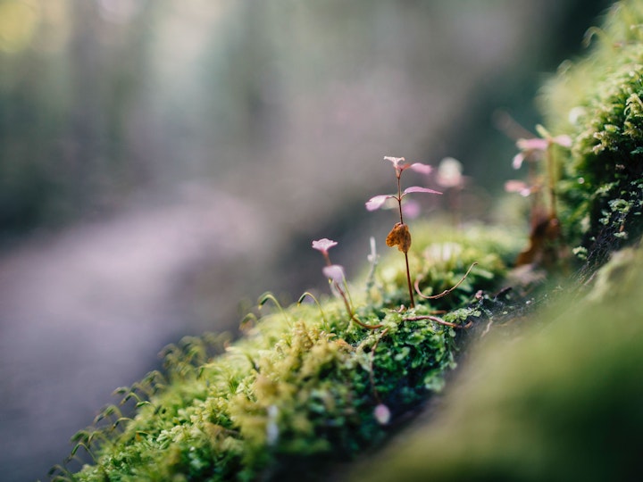 Custom programmes and consultancy