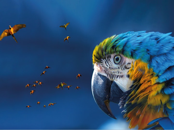 Single macaw